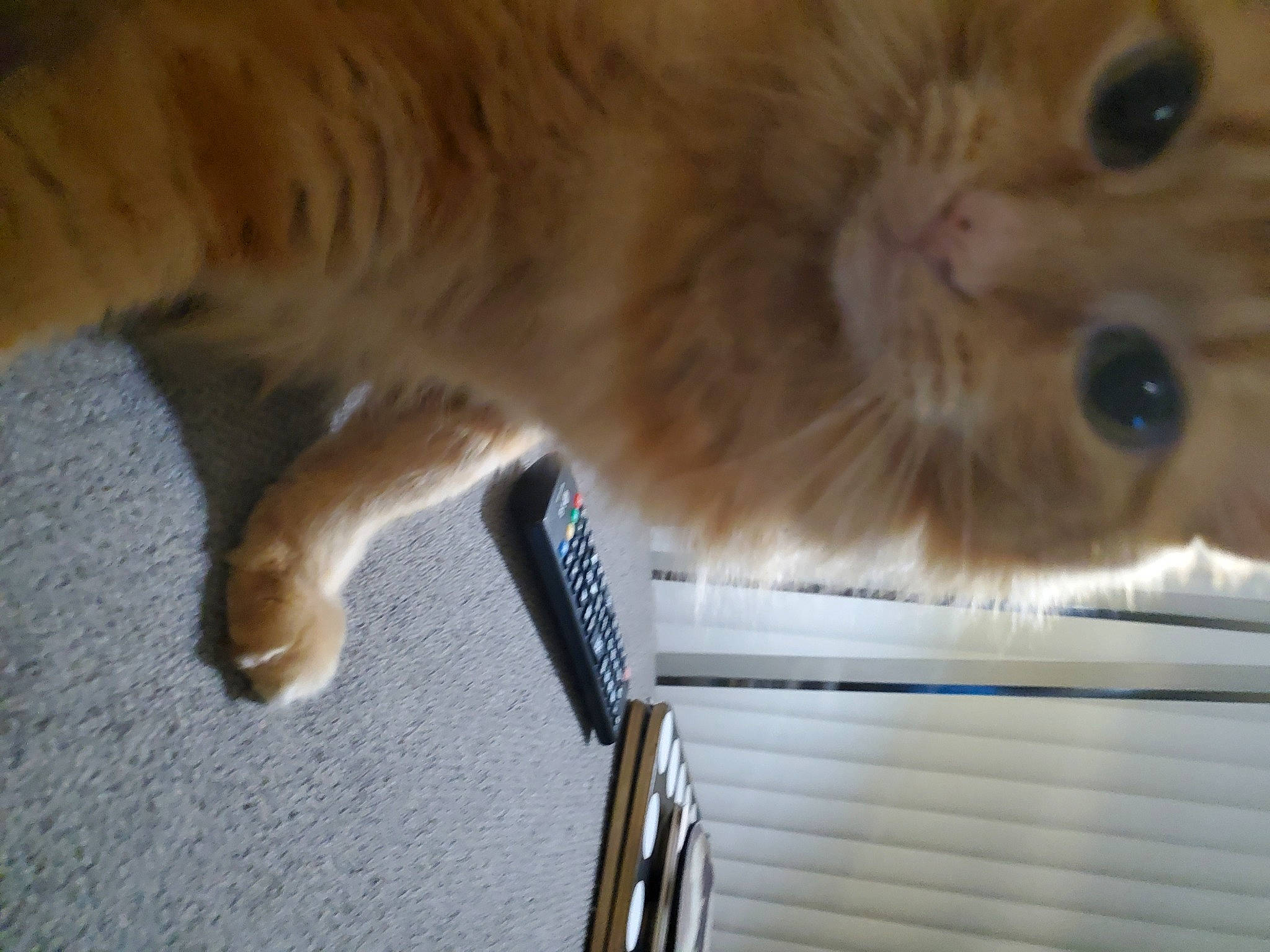 Amy is registered to the contest to win money with this photo: box, carnivore, cat, claw, comfort, domestic_short_haired_cat, fawn, felidae, fur, paw, small_to_medium_sized_cats, snout, tail, whiskers, wood