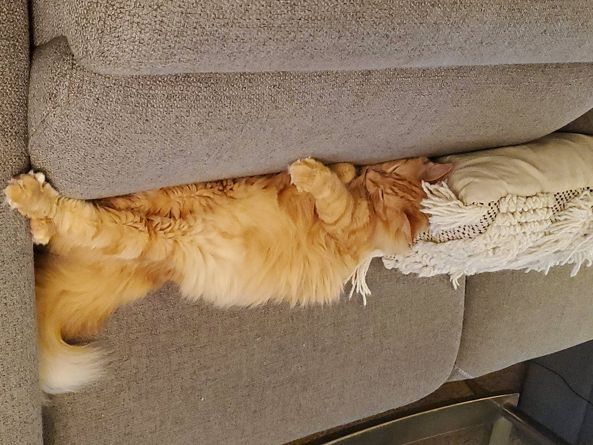 Amy is registered to the contest to win money with this photo: canidae, carnivore, cat, claw, comfort, dog_breed, fawn, felidae, flooring, fur, hardwood, linens, paw, room, small_to_medium_sized_cats, sporting_group, tail, whiskers, wood