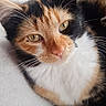 cat, calico, pet, feline, closeup, animal, fur, whiskers, eyes, relaxed, indoor, blanket, soft, cute, resting, portrait, domestic, mammal, nose, ear