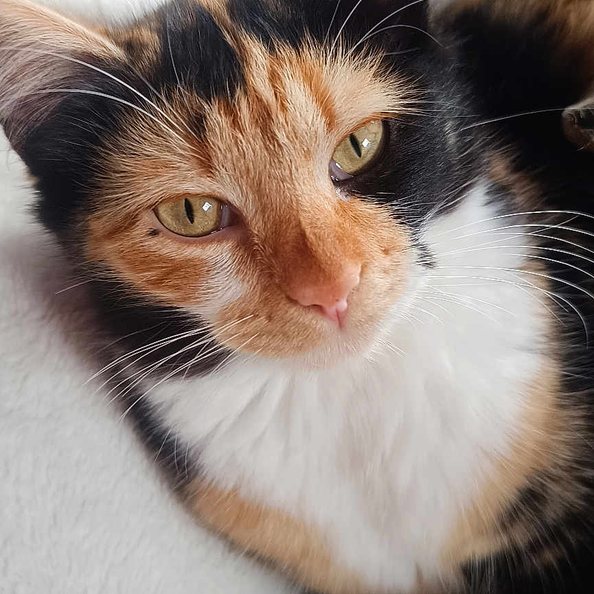 Oreo participe au concours pour gagner de l'argent avec cette photo : cat, calico, pet, feline, closeup, animal, fur, whiskers, eyes, relaxed, indoor, blanket, soft, cute, resting, portrait, domestic, mammal, nose, ear