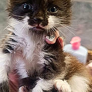 Bulle a rejoint le concours — aidez-le/la à gagner de superbes lots ! kitten, cat, fur, fluffy, wide_eyes, paw, hand, pet, animal, cute, indoor, bathroom, tile_wall, soap_dispenser, adorable, young, mammal, whiskers, feline, small