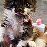 kitten, cat, fur, fluffy, wide_eyes, paw, hand, pet, animal, cute, indoor, bathroom, tile_wall, soap_dispenser, adorable, young, mammal, whiskers, feline, small