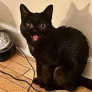 Aaliyah joined the competition — help win amazing prizes! black_cat, cat, indoor, wooden_floor, wall, shadow, wide_eyes, open_mouth, ears, light_fixture, cords, pet, animal, surprised_expression, fur, sitting, domestic, cute, closeup, house