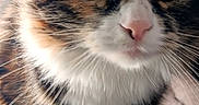 Beauty joined the competition — help win amazing prizes! animal, blanket, cat, close_up, cozy, curious, cute, domestic_cat, feline, fur, green_eyes, house_pet, indoor, mammal, pet, pink_nose, portrait, soft_texture, tabby, whiskers