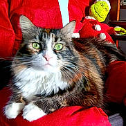 Beauty joined the competition — help win amazing prizes! cat, green_eyes, fluffy_fur, tabby, white_paws, red_cloth, grinch_doll, holiday_theme, indoor, furniture, plush_toy, close_up, pet, animal, relaxing, cute, portrait, colorful, decor, soft_texture