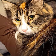 Beauty is registered to the contest to win money with this photo: animal, calico, calm, cat, close_up, closeup, cute, detail, domestic_animal, expression, feline, fur, indoor, looking_away, mammal, pet, portrait, soft_light, whiskers, yellow_eyes