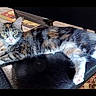 Beauty is registered to the contest to win money with this photo: animal, black_chair, calico, cat, chair, curious, domestic, feline, floor, fur, home, indoor, kitten, looking_at_camera, lying_down, paws, pet, relaxed, rug, whiskers