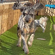 Rooster joined the competition — help win amazing prizes! active, animal, artificial_grass, brick_wall, canine, daylight, dog, ears_flapping, grass, metal_fence, outdoor, pet, playful, running, shadow, small_dog, sunny, two_dogs, white_dog, yard
