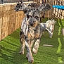 active, animal, artificial_grass, brick_wall, canine, daylight, dog, ears_flapping, grass, metal_fence, outdoor, pet, playful, running, shadow, small_dog, sunny, two_dogs, white_dog, yard