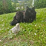 animal, black_cat, chick, cute, daisies, daylight, feline, field, fluffy, garden, grass, greenery, nature, outdoor, peaceful, pet, small_bird, summer, wildlife, young_animal