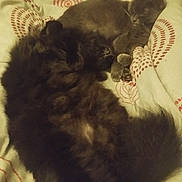 Le Gro a rejoint le concours — aidez-le/la à gagner de superbes lots ! cat, sleeping, fluffy, black_cat, gray_cat, bed, blanket, cozy, resting, fur, pets, indoors, cute, animal, companion, relaxation, soft, comfort, domestic, nap