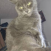 Poupinette a rejoint le concours — aidez-le/la à gagner de superbes lots ! cat, gray_cat, indoor, pet, animal, feline, whiskers, yellow_eyes, fur, sitting, looking_down, closeup, cozy, domestic, mammal, cute, household, portrait, relaxed, fluffy