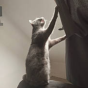 Poupinette a rejoint le concours — aidez-le/la à gagner de superbes lots ! animal, cat, claws, couch, curtain, domestic_cat, feline, fur, gray_cat, home, indoor, light, mammal, pet, playing, relaxation, shadow, stretching, whiskers, window