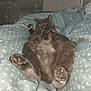 cat, gray_cat, pet, lying_down, paws, blanket, bed, indoor, relaxed, fur, cute, animal, whiskers, ears, sleepy, cozy, home, resting, feline, comfort