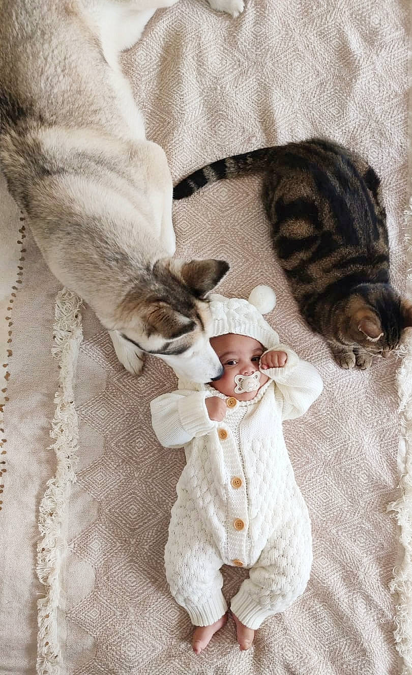 Maëlan a rejoint le concours — aidez-le/la à gagner de superbes lots ! art, baby, baby_toddler_clothing, bedding, blurred, carnivore, cat, comfort, companion_dog, domestic_short_haired_cat, fawn, felidae, fur, hat, linens, paw, person, sleeve, small_to_medium_sized_cats, tail