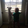 toddler, dog, window, indoor, standing, curious, back_view, light, shadow, floor, door, pet, child, animal, companionship, home, daylight, curtainless_window, curiosity, silhouette