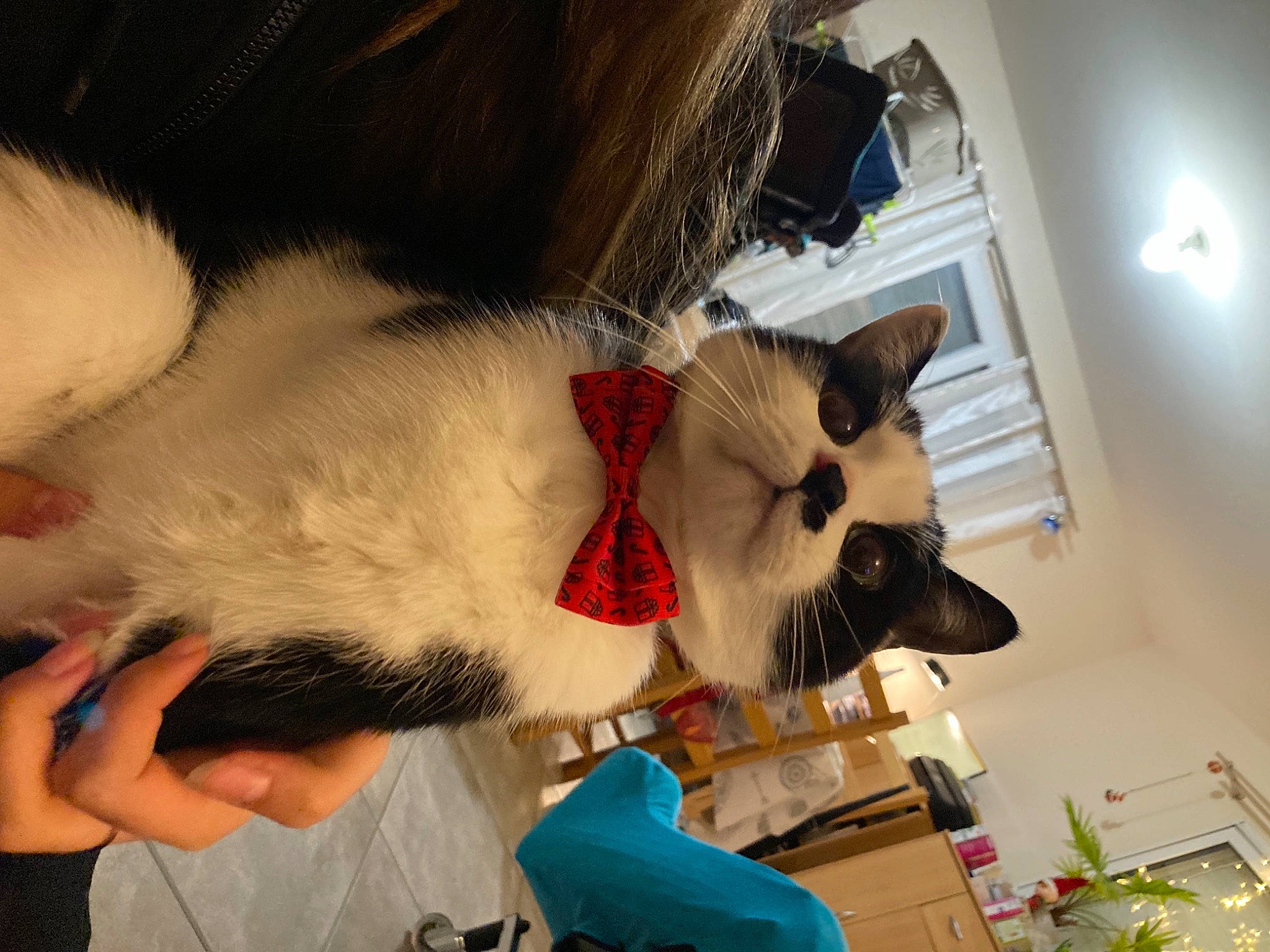 Shino participe au concours pour gagner de l'argent avec cette photo : beard, carmine, carnivore, cat, christmas, collar, domestic_short_haired_cat, event, eyewear, fashion_accessory, fawn, felidae, fur, headgear, paw, small_to_medium_sized_cats, snout, sunglasses, tail, whiskers