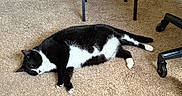 Heihei joined the competition — help win amazing prizes! cat, tuxedo_cat, black_and_white, sleeping, lying_down, relaxed, indoor, carpet, floor, office_chair, chair_wheels, table_legs, home, pet, animal, fur, paws, tail, nap, funny
