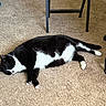 cat, tuxedo_cat, black_and_white, sleeping, lying_down, relaxed, indoor, carpet, floor, office_chair, chair_wheels, table_legs, home, pet, animal, fur, paws, tail, nap, funny