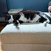 Heihei is registered to the contest to win money with this photo: cat, black_and_white, sleeping, lying_down, pet, animal, fur, whiskers, paws, relaxed, indoors, ottoman, furniture, home, blue_wall, sunlight, cozy, portrait, resting, funny