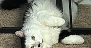 Mushu is registered to the contest to win money with this photo: cat, black_and_white, fluffy, long_hair, pet, animal, lying_down, upside_down, playful, relaxed, carpet, indoor, mirror, reflection, paws, whiskers, green_eyes, pink_nose, tail, portrait