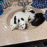 animal, bathroom, black_and_white, cat, countertop, cute, faucet, fluffy, funny, furry, indoor, lying_down, paws_up, pet, sink, toiletries, toothbrush, towel, upside_down, yellow_eyes