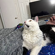 Mushu is registered to the contest to win money with this photo: cat, white_cat, black_and_white, pet, feline, animal, whiskers, green_eyes, pink_nose, pointed_ears, long_whiskers, sitting, lying_down, stretched_paw, bed, blanket, bedroom, television, closet_doors, indoor