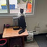 Mushu joined the competition — help win amazing prizes! cat, black_and_white_cat, pet, animal, indoor, window, looking_out_window, standing, feeding_station, cat_food, food_bowl, water_bowl, pet_supplies, wooden_table, blinds, chain_link_fence, outdoor_scene, garbage_bins, orange_vehicle, home