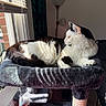 Mushu is registered to the contest to win money with this photo: cats, black_and_white_cats, pets, felines, animal, indoor, sunlight, window, cat_tree, scratching_post, pet_bed, lounging, resting, sitting, fur, whiskers, ears, paws, home, cozy