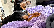 Thor is registered to the contest to win money with this photo: dog, small_dog, black_and_tan, pointy_ears, collar, sitting, blanket, purple_blanket, bed, cozy, indoor, living_room, television, person, man, portrait, side_profile, alert, pet, home
