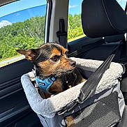 Thor is registered to the contest to win money with this photo: dog, small_dog, car, car_interior, pet_carrier, travel, road_trip, harness, blue_harness, seatbelt, window, trees, blue_sky, sunlight, outdoor, animal, pet, sitting, portrait, cute