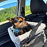 dog, small_dog, car, car_interior, pet_carrier, travel, road_trip, harness, blue_harness, seatbelt, window, trees, blue_sky, sunlight, outdoor, animal, pet, sitting, portrait, cute