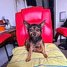 Thor is registered to the contest to win money with this photo: dog, terrier, small_dog, puppy, sitting, portrait, front_facing, ears, brown_fur, black_fur, pet, indoors, office_chair, red_chair, yellow_blanket, striped_blanket, home, furniture, photography, companion_animal