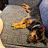 dog, puppy, black_and_tan, small_dog, sleeping, lying_down, couch, sofa, indoors, pet, collar, resting, relaxed, floppy_ear, fur, animal, home, furniture, sideways_pose, cute