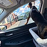 Thor is registered to the contest to win money with this photo: dog, canine, pet, standing, looking_out_window, car, car_interior, car_seat, harness, leash, window, outdoor, street, buildings, blue_sky, clouds, sunny, urban, travel, curious