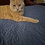 Garfield joined the competition — help win amazing prizes! cat, beige_cat, bedspread, blue_bedspread, indoor, feline, pet, resting, animal, fur, whiskers, ears, room, books, shelf, furniture, home, curious, relaxed, domestic
