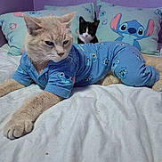 Garfield joined the competition — help win amazing prizes! cat, pajamas, bed, pillows, stitch_pattern, blue_pajamas, beige_cat, black_and_white_cat, purple_wall, white_bedspread, cute, pets, indoor, animals, relaxing, feline, cozy, patterned_pillows, sleepwear, multiple_cats