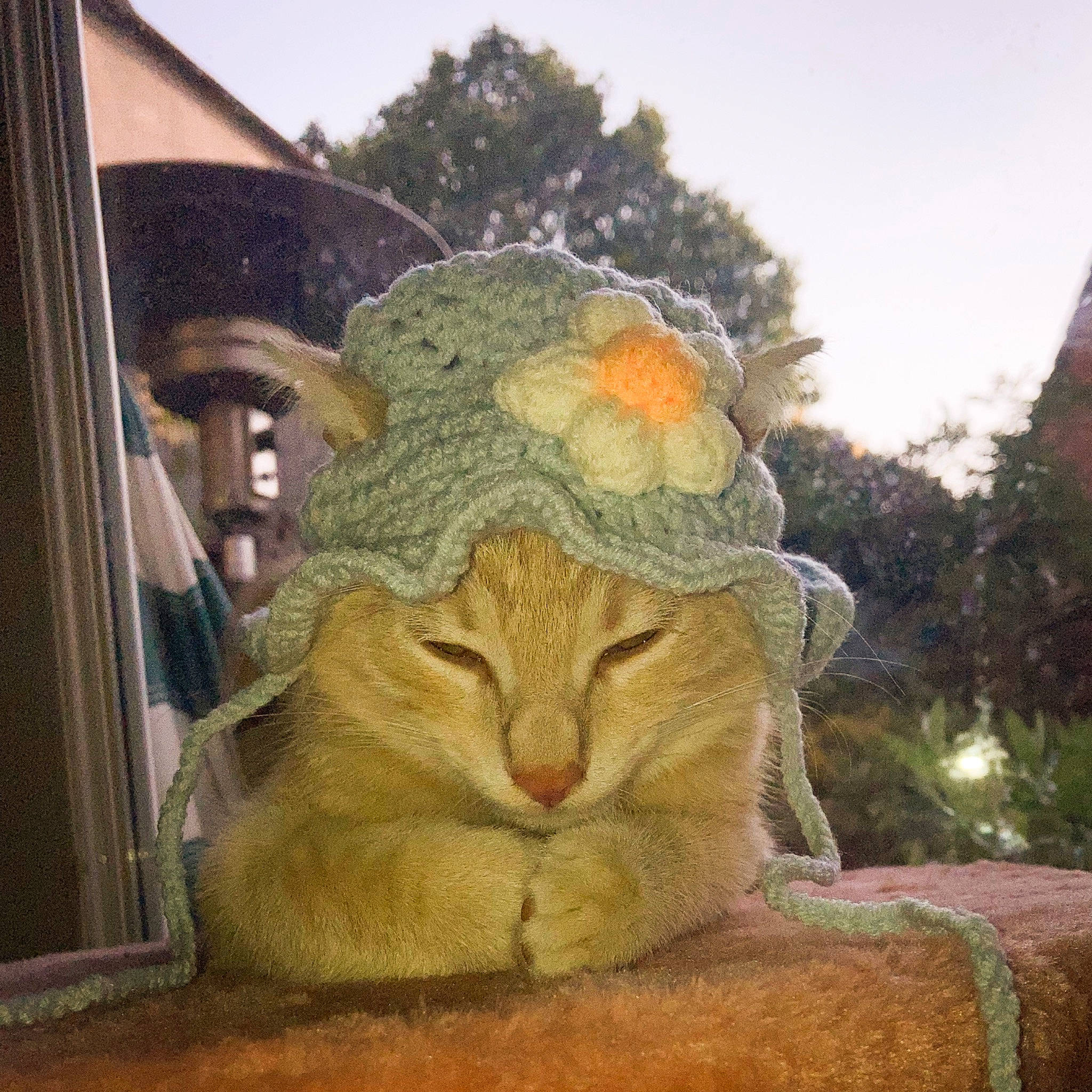 Spritz a rejoint le concours — aidez-le/la à gagner de superbes lots ! carnivore, cat, fawn, felidae, flower, grass, happy, hat, landscape, lawn_ornament, plant, sky, small_to_medium_sized_cats, snout, terrestrial_animal, tints_and_shades, tree, trunk, whiskers, wood