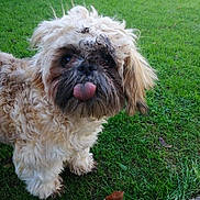 Lola is registered to the contest to win money with this photo: affenpinscher, animal, ball, bodypart, canine, dog, football, grass, lawn, mouth, person, pet, plant, poodle, puppy, soccer, soccerball, sport, terrier, whitedog