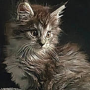Loki joined the competition — help win amazing prizes! cat, kitten, fluffy, fur, whiskers, animal, pet, portrait, closeup, dark_background, eyes, cute, feline, mammal, young, adorable, soft, indoor, calm, still