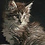 cat, kitten, fluffy, fur, whiskers, animal, pet, portrait, closeup, dark_background, eyes, cute, feline, mammal, young, adorable, soft, indoor, calm, still