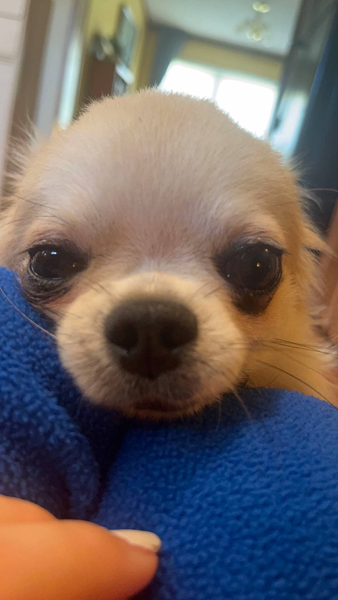 Rico joined the competition — help win amazing prizes! canidae, carnivore, chihuahua, close_up, companion_dog, corgi_chihuahua, dog, dog_breed, ear, fawn, fur, non_sporting_group, puppy, snout, sporting_group, terrestrial_animal, toy_dog, whiskers, working_animal, wrinkle