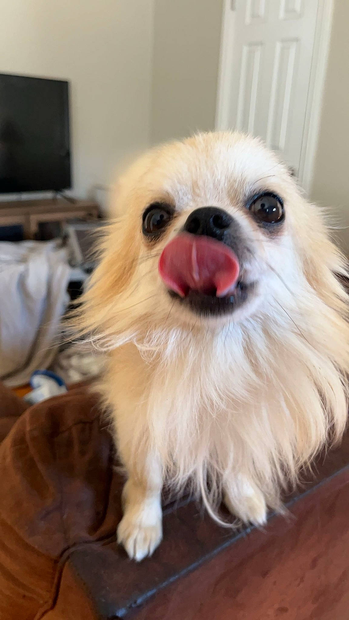 Rico is registered to the contest to win money with this photo: ball, canidae, carnivore, companion_dog, computer_monitor, dog, dog_breed, dog_supply, fawn, flooring, fur, home_appliance, pekingese, smile, snout, sporting_group, television, toy_dog, whiskers, wood