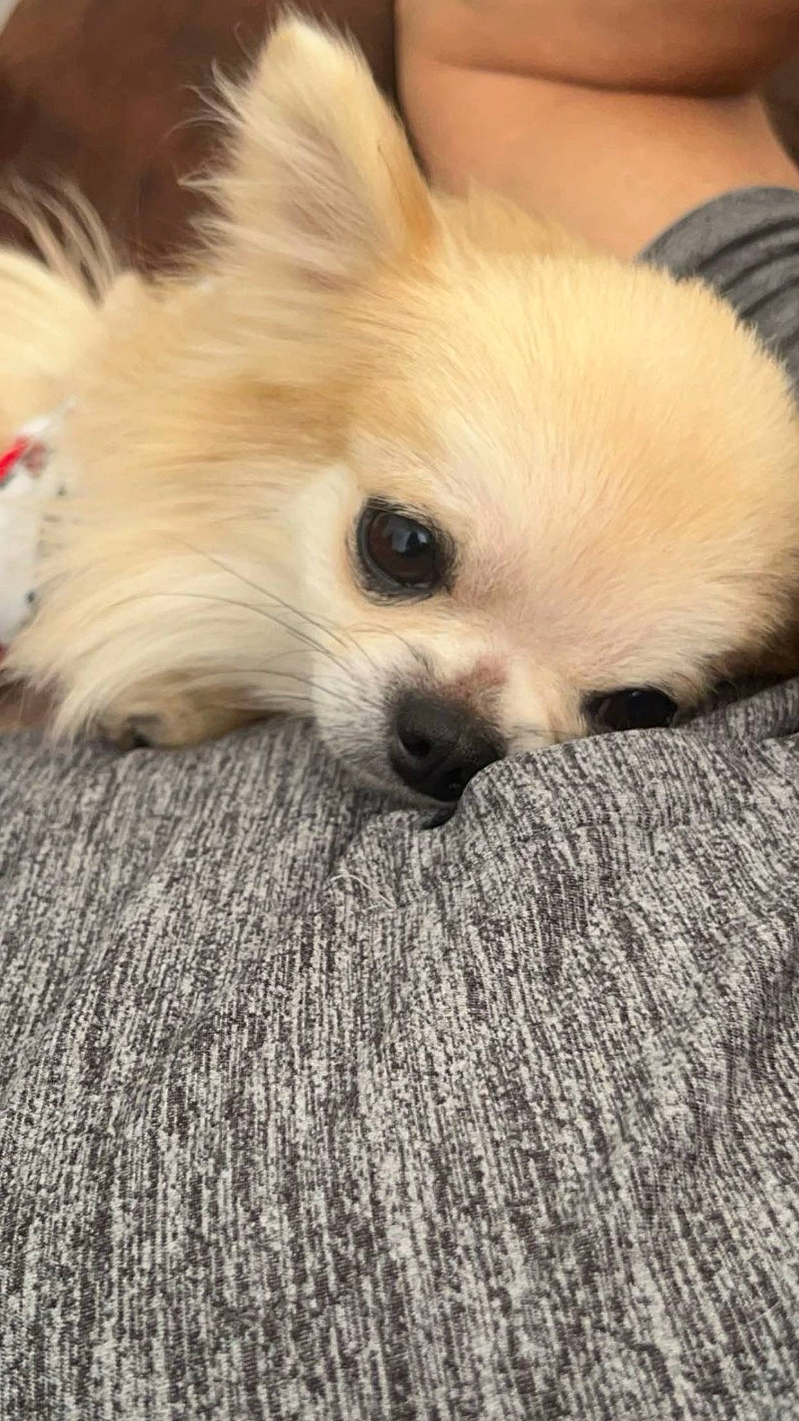 Rico is registered to the contest to win money with this photo: canidae, carnivore, companion_dog, corgi_chihuahua, dog, dog_breed, eye, fawn, fur, german_spitz, hair, snout, spitz, sporting_group, terrestrial_animal, toy_dog, volpino_italiano, whiskers, wood, working_animal