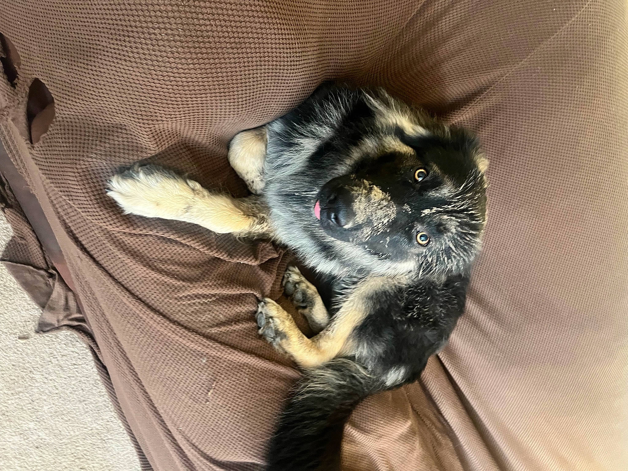 Shadow is registered to the contest to win money with this photo: black_cat, canidae, carnivore, cat, claw, comfort, companion_dog, dog_breed, domestic_short_haired_cat, eye, felidae, foot, fur, paw, small_to_medium_sized_cats, snout, sporting_group, tail, terrestrial_animal, whiskers