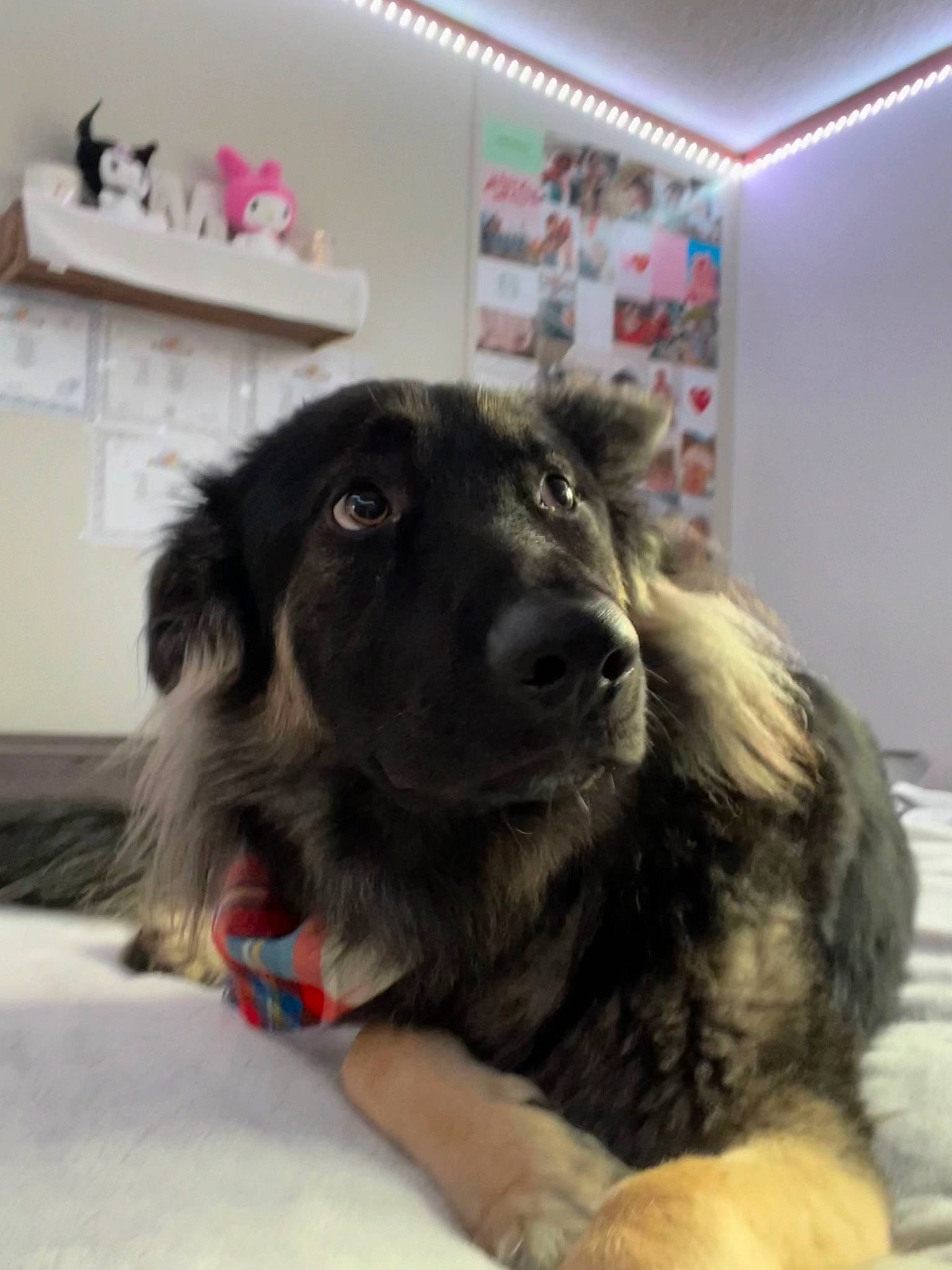 Shadow is registered to the contest to win money with this photo: borador, canidae, carnivore, ceiling, collar, companion_dog, dog, dog_breed, dog_collar, fur, herding_dog, paw, snout, sporting_group, whiskers, working_animal, working_dog