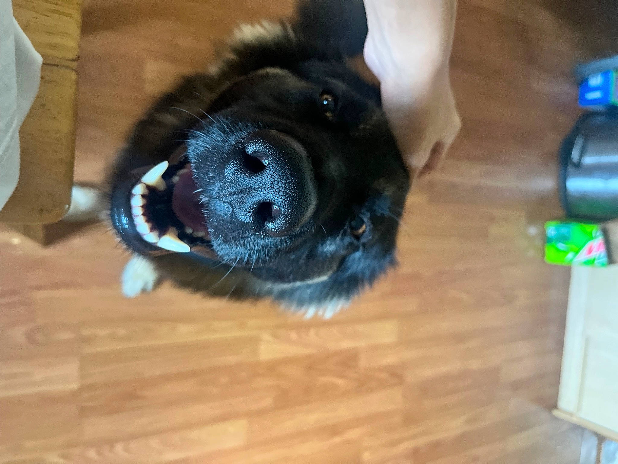 Shadow is registered to the contest to win money with this photo: carnivore, companion_dog, dog, dog_breed, fawn, floor, flooring, fur, hardwood, laminate_flooring, snout, sporting_group, stuffed_toy, tail, toy, whiskers, wood, wood_flooring, wood_stain, working_animal