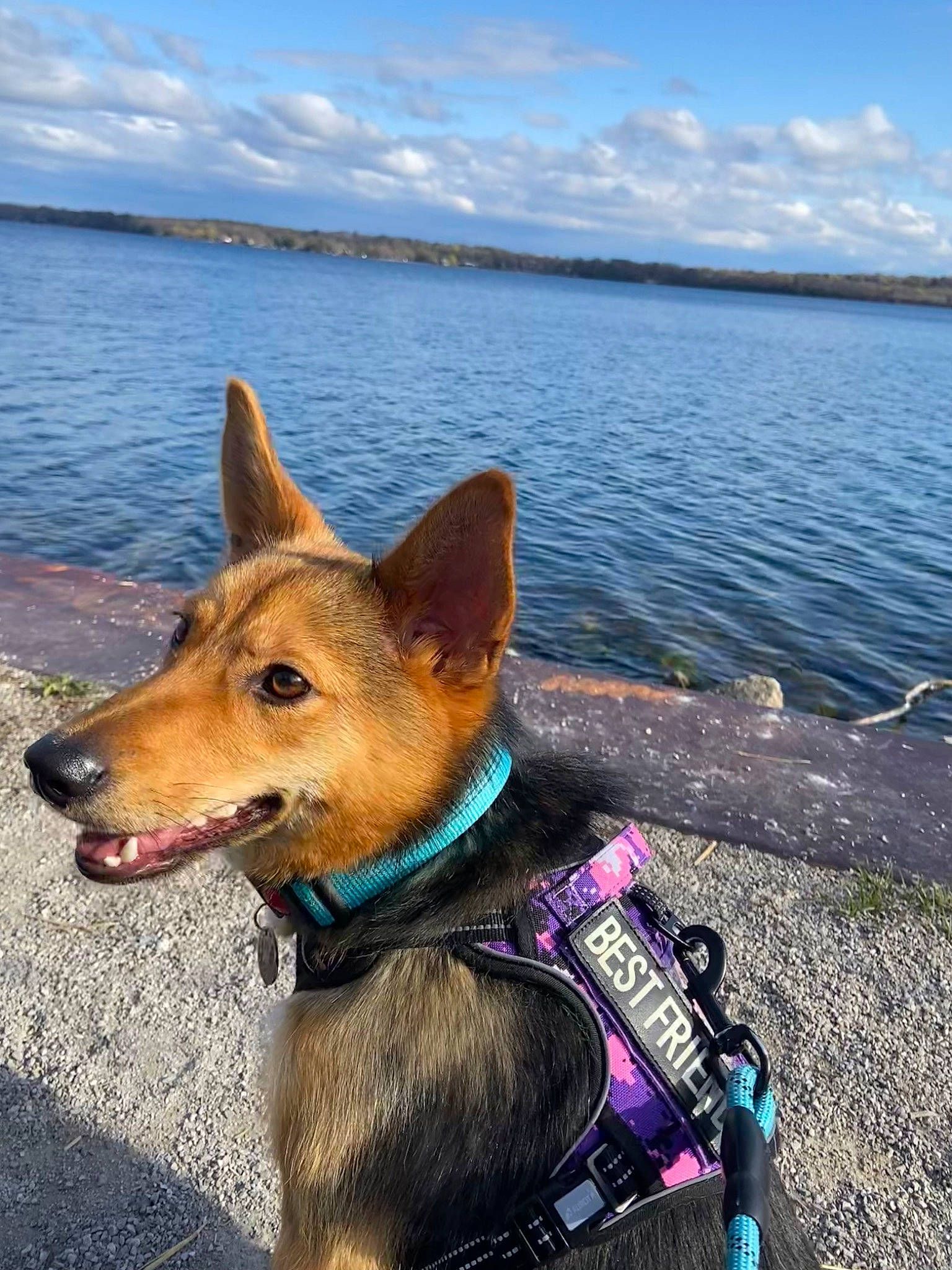Chilli is registered to the contest to win money with this photo: blue, canidae, carnivore, cloud, collar, companion_dog, dog, dog_breed, dog_collar, dog_supply, fashion_accessory, fawn, herding_dog, lake, pet_supply, sky, snout, sporting_group, water, working_animal