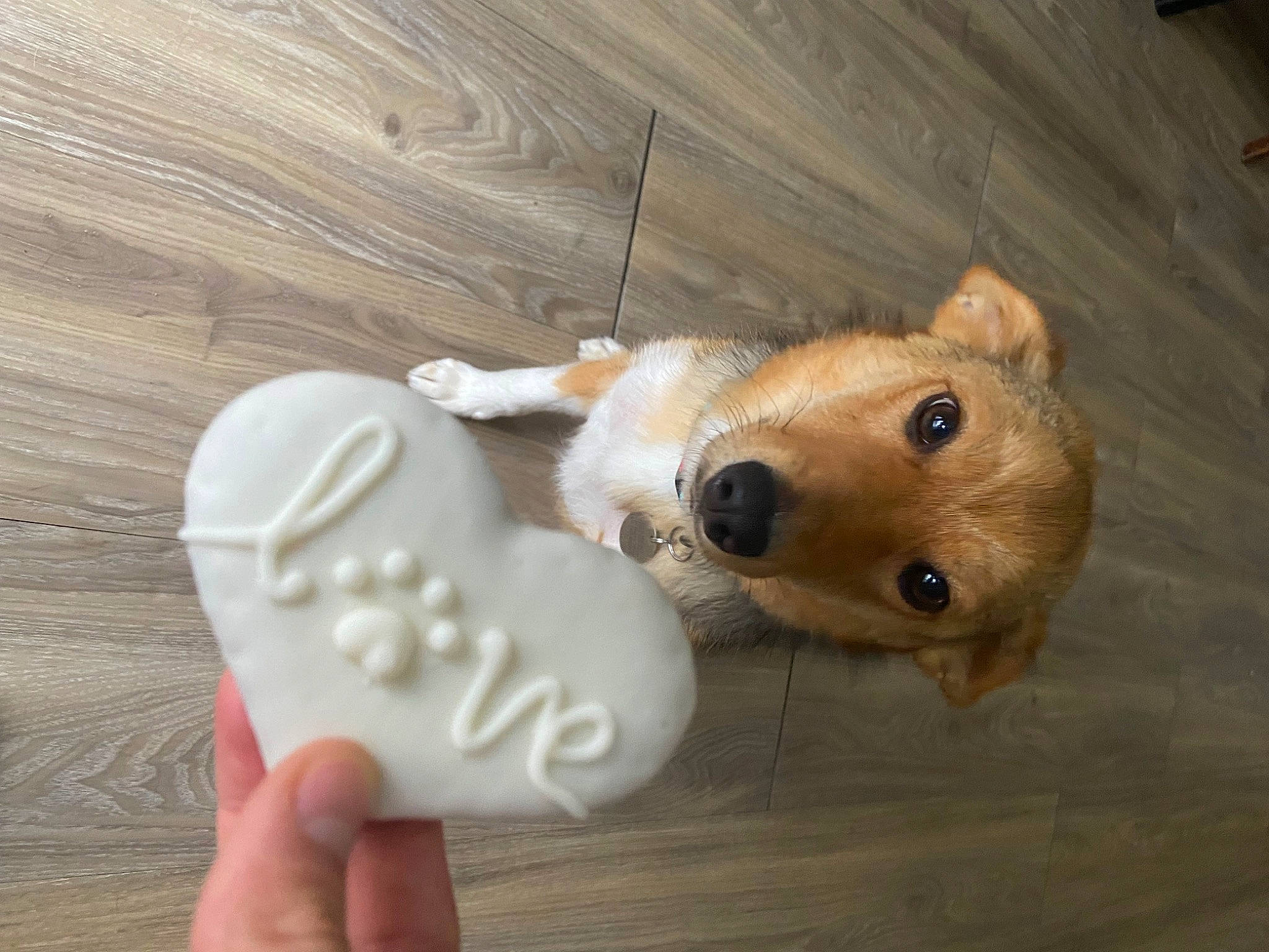 Chilli joined the competition — help win amazing prizes! canidae, carnivore, companion_dog, dog, dog_breed, ear, fawn, finger, fur, gesture, hardwood, plush, snout, stuffed_toy, tail, terrestrial_animal, toy, whiskers, wood, working_animal