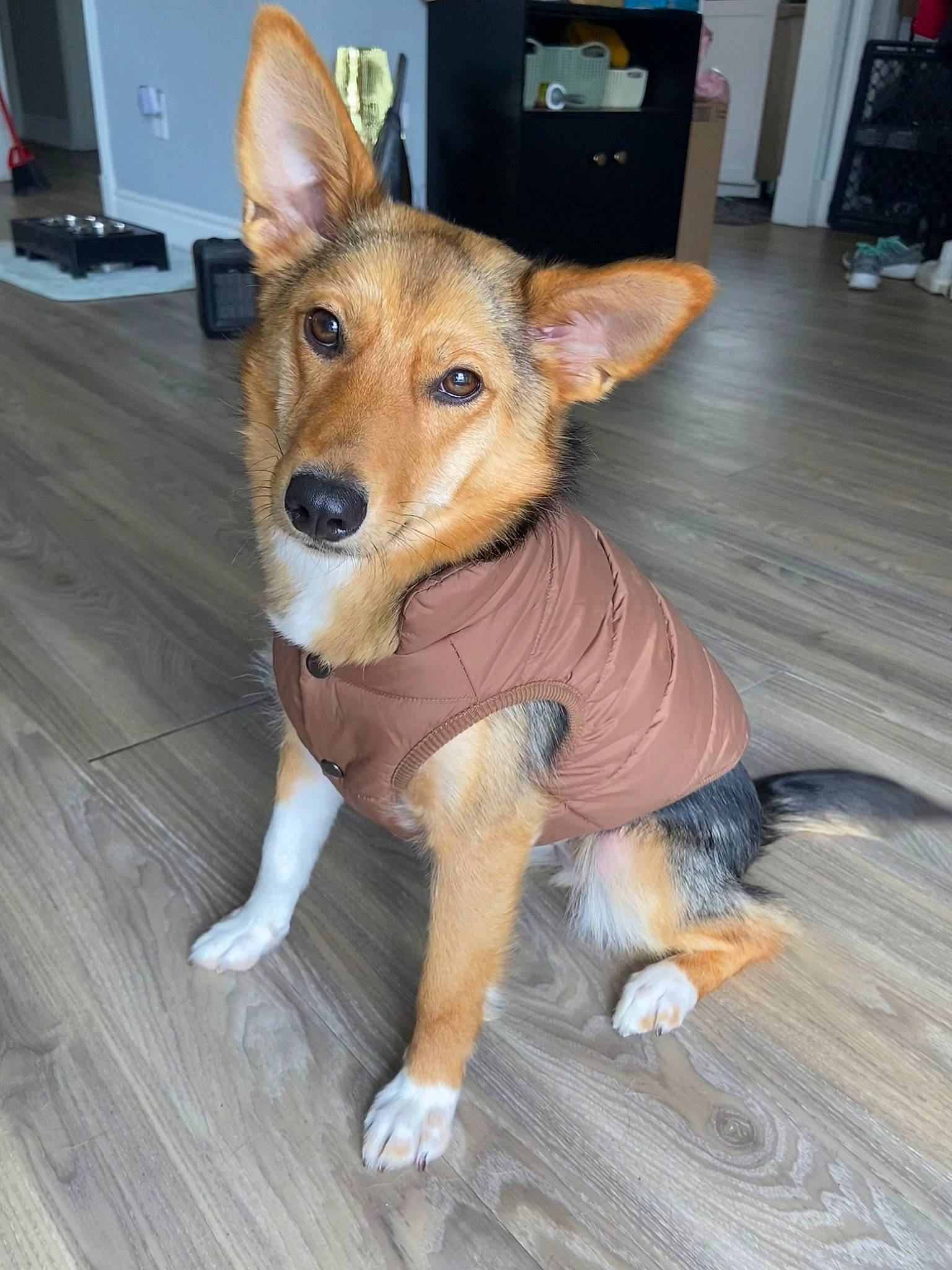 Chilli joined the competition — help win amazing prizes! cabinetry, canidae, carnivore, companion_dog, dog, dog_breed, fawn, floor, flooring, fur, hardwood, paw, refrigerator, snout, sporting_group, terrestrial_animal, whiskers, wood, working_animal, working_dog